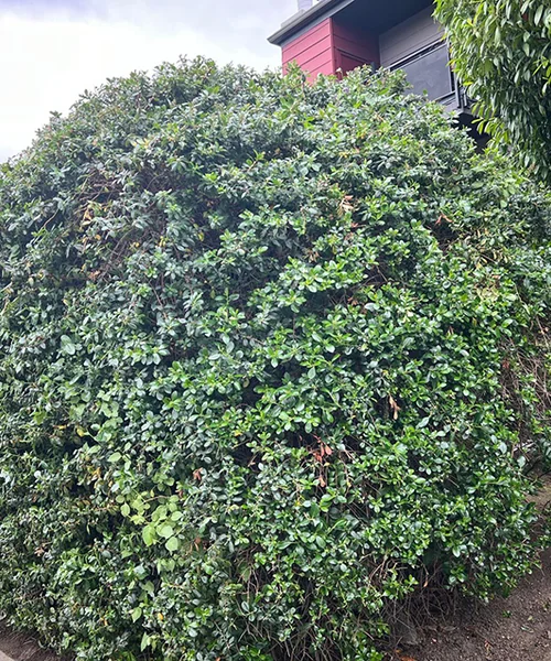 Landscape Maintenance in Kent 